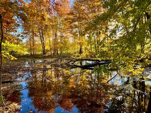 England-Idlewild Park and Dog Park