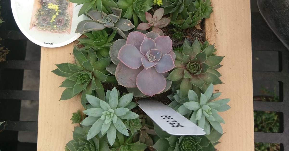 Ft. Thomas Florist & Greenhouses Green Houses KY