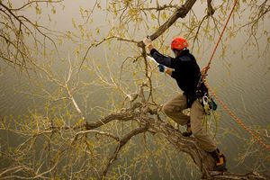 Shaw Tree Surgeons 